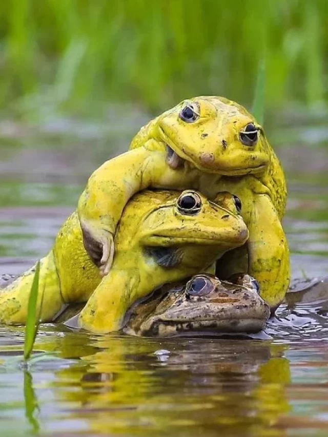 8 Creatures That Don't Sleep