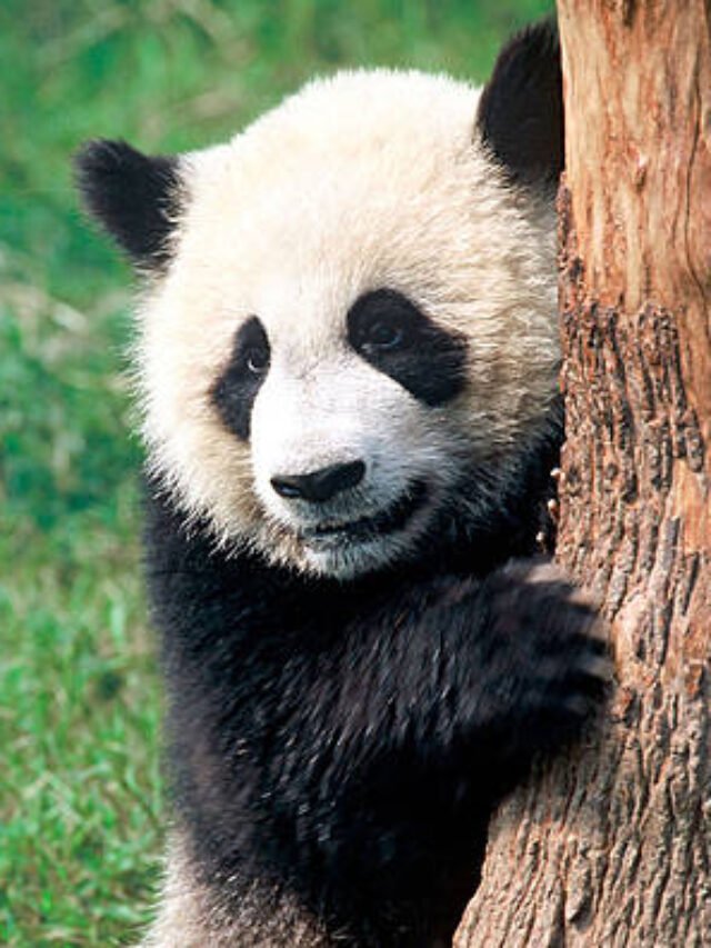 6 Shocking Panda Facts You Won’t Believe